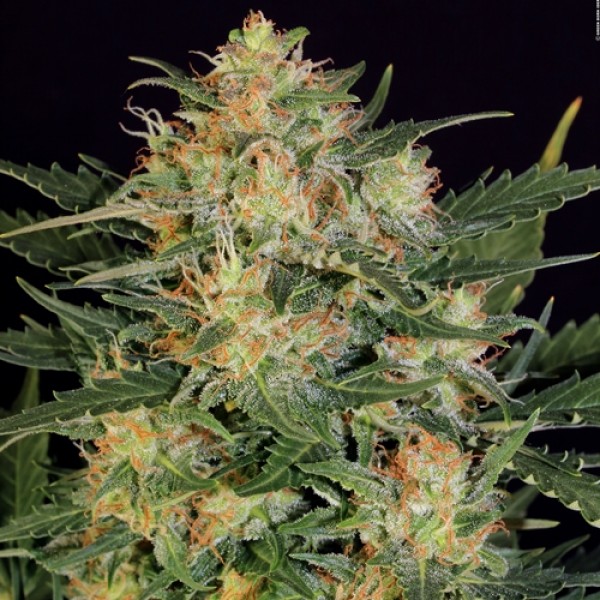 Auto White Russian Feminised by Green Silk Road Seeds