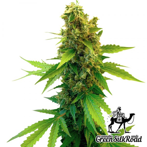 Насіння Great White Shark Feminised