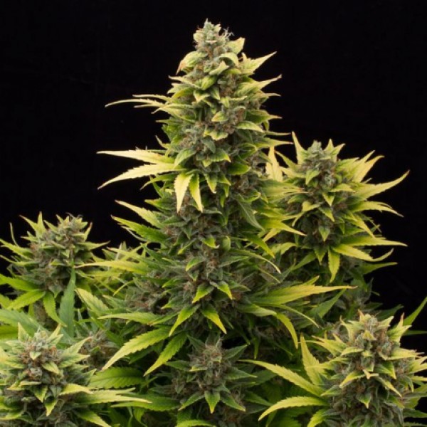 Auto Amnesia Feminised by Green Silk Road Seeds