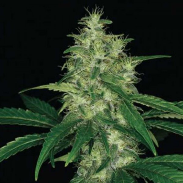 Auto Amnesia Feminised by Green Silk Road Seeds