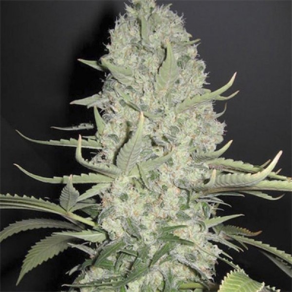 White Russian Feminised