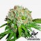 White Widow Feminised by Green Silk Road Seeds