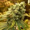 Amherst Sour Diesel Feminised seeds