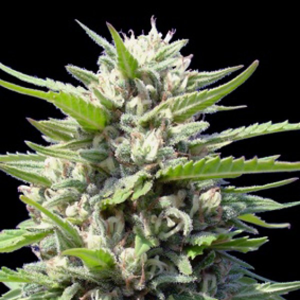 Amherst Sour Diesel Feminised seeds