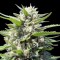 Amherst Sour Diesel Feminised seeds