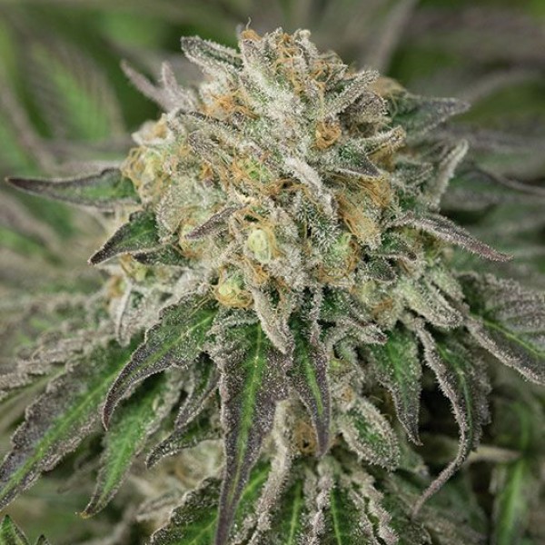 Amherst Sour Diesel Feminised seeds
