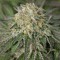 Amherst Sour Diesel Feminised seeds