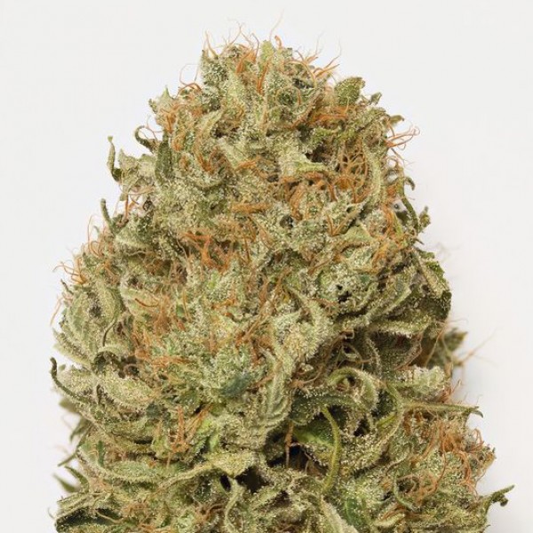 Auto Blue Dream Feminised by Humboldt