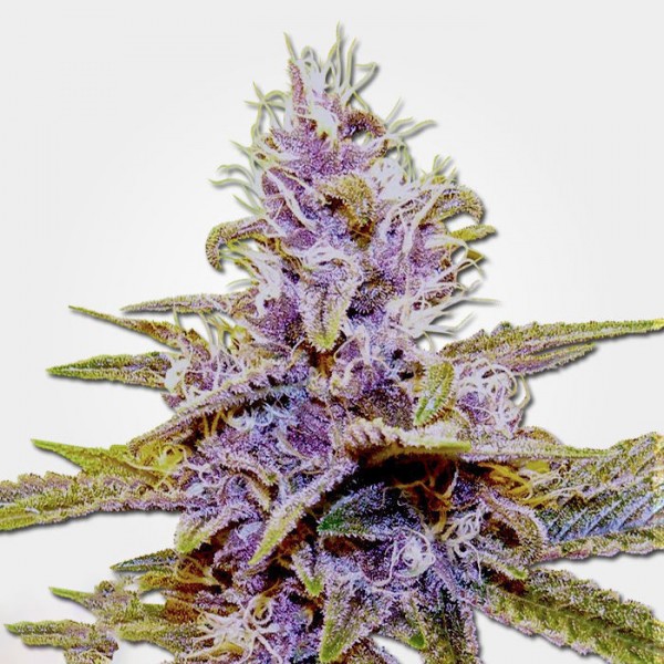 Auto Blue Dream Feminised by Humboldt