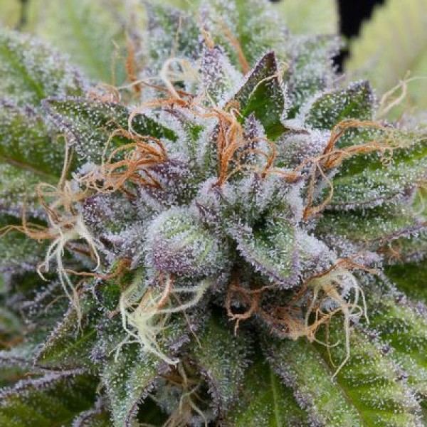 Насіння Auto Bubba Kush Feminised