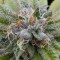 Насіння Auto Bubba Kush Feminised