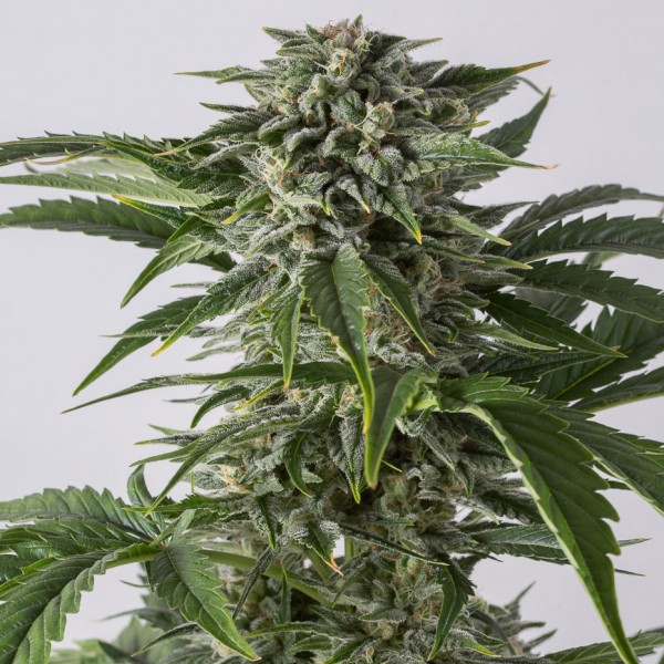 Насіння Auto Bubba Kush Feminised