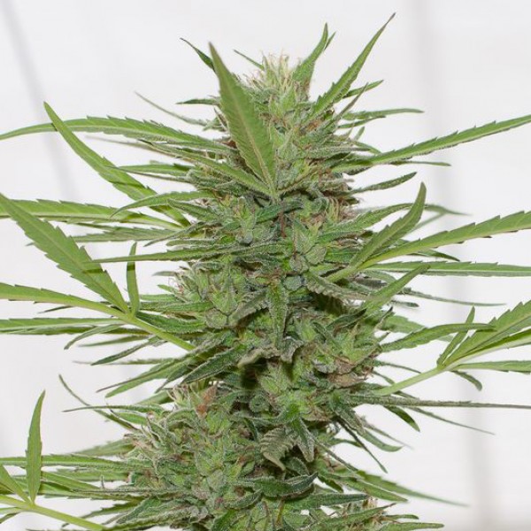 Auto Dedoverde Haze Feminised