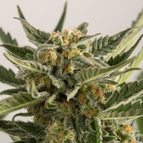 Auto Lost Coast Skunk Feminised seeds
