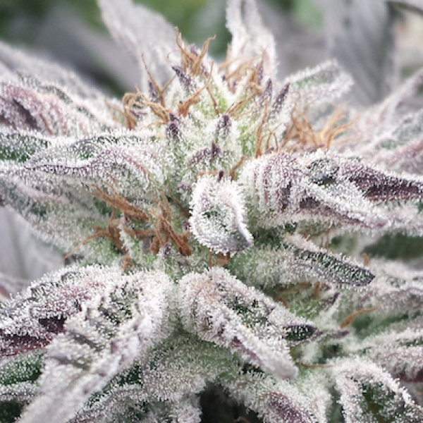 Black D.O.G. Feminised seeds