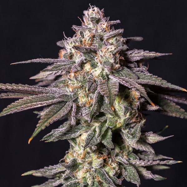 Black D.O.G. Feminised seeds