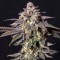 Black D.O.G. Feminised seeds