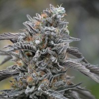 Black D.O.G. Feminised seeds