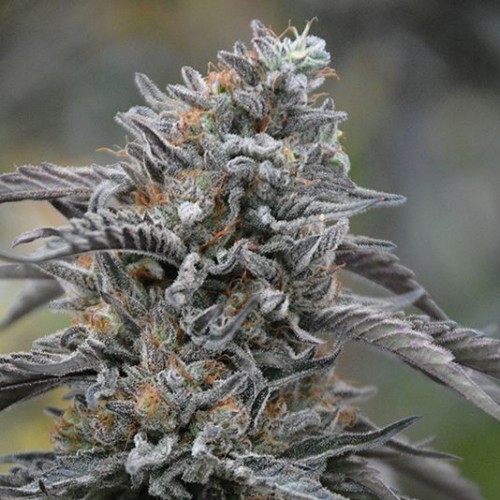 Black D.O.G. Feminised seeds