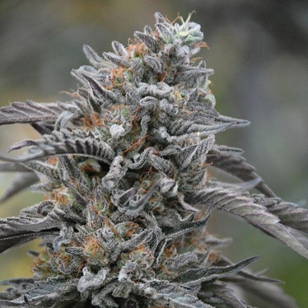 Black D.O.G. Feminised seeds