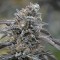Black D.O.G. Feminised seeds