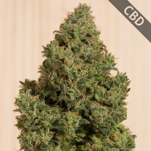 CBD Blue Dream Feminised