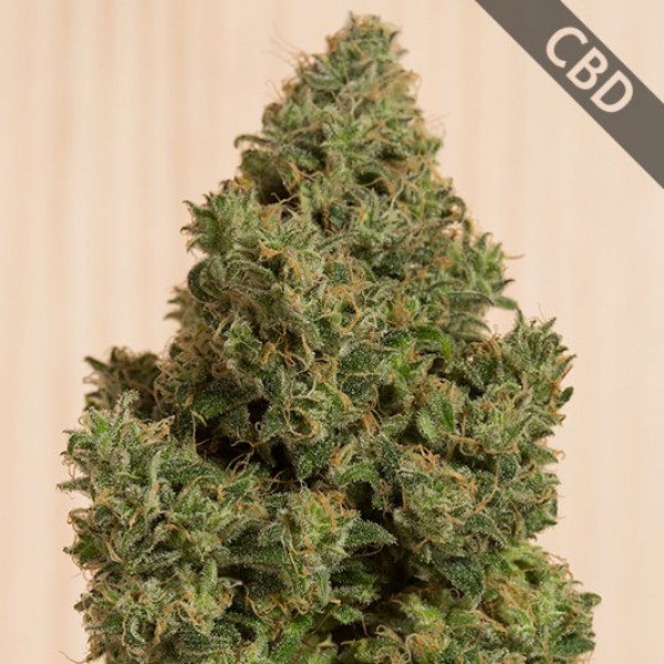 CBD Blue Dream Feminised