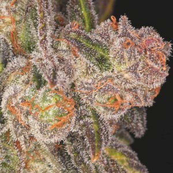 Blueberry Headband Feminised seeds