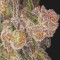 Blueberry Headband Feminised seeds