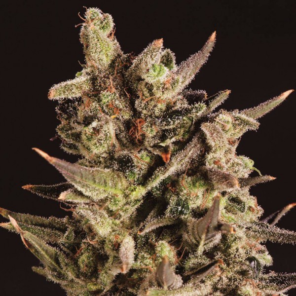 Blueberry Headband Feminised seeds