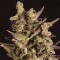 Blueberry Headband Feminised seeds