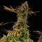 Blueberry Headband Feminised seeds