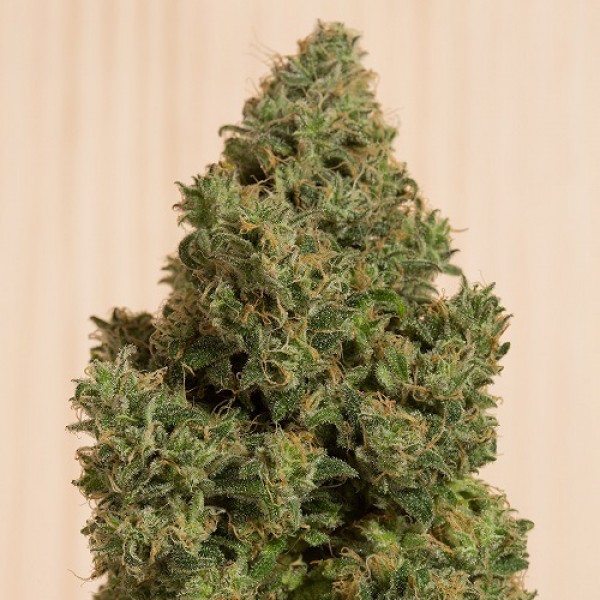 Blue Dream Feminised seeds