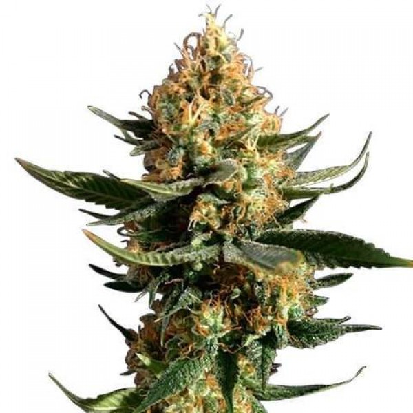 Chemdawg Feminised seeds