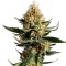 Chemdawg Feminised seeds
