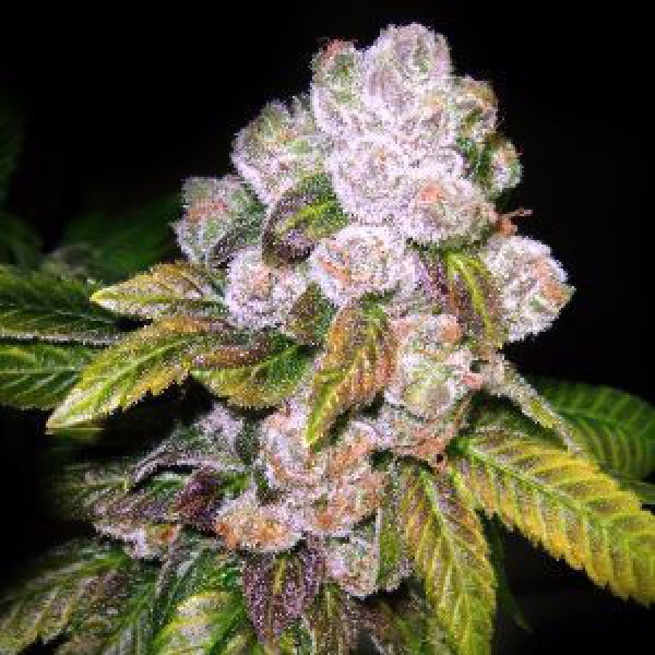 Chemdawg Feminised seeds