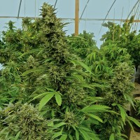 Chemdawg Feminised seeds