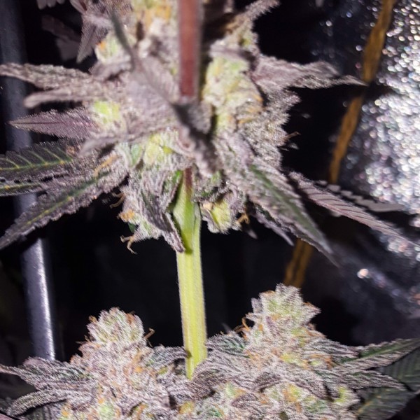 Chocolate Mint OG Feminised seeds