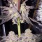 Chocolate Mint OG Feminised seeds