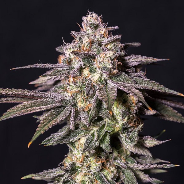 Chocolate Mint OG Feminised seeds