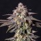 Chocolate Mint OG Feminised seeds