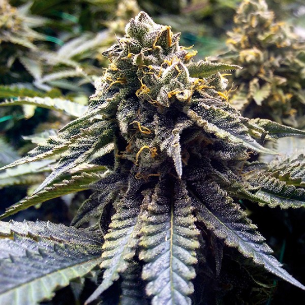 Chocolate Mint OG Feminised seeds