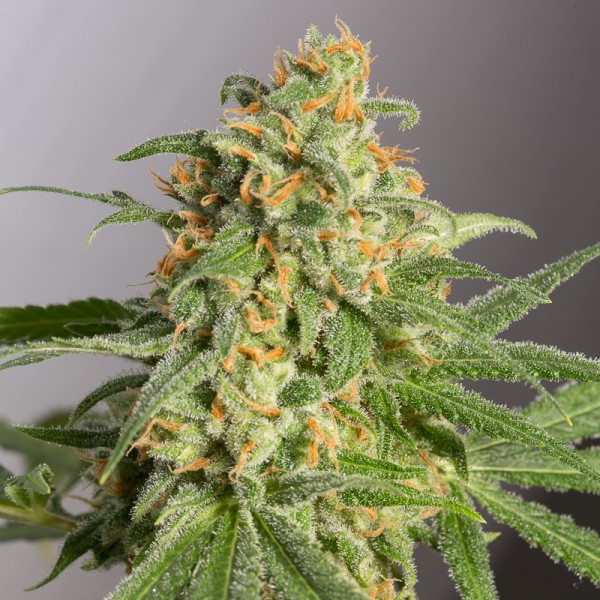 Green Crack Feminised seeds