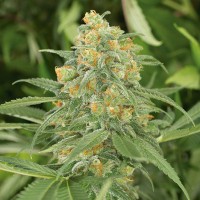 Green Crack Feminised seeds