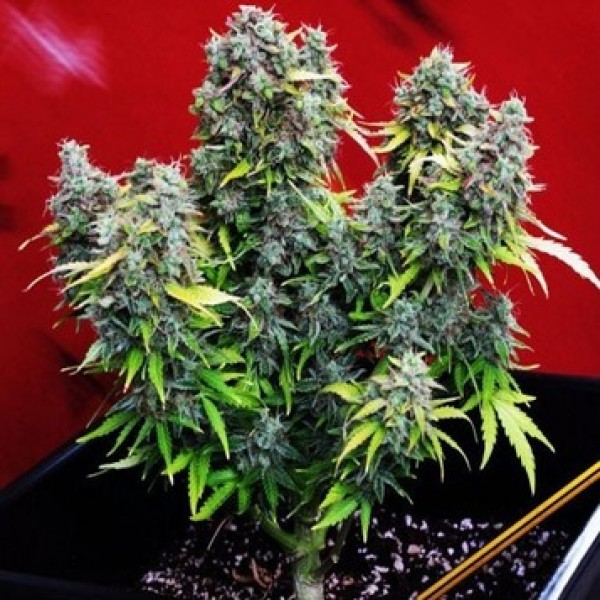 Auto Chronic Ryder Feminised