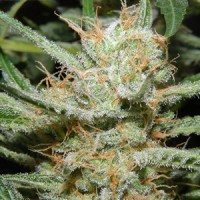 Насіння Diesel Ryder Autoflowering Feminised  
