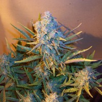 Diesel Ryder Regular