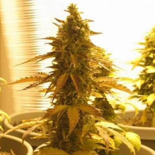 Lowryder Original Autoflowering Feminised