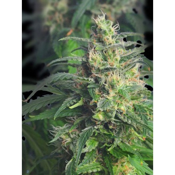 Auto Gnomo Feminised