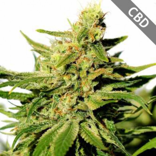 CBD BCN Diesel Feminised